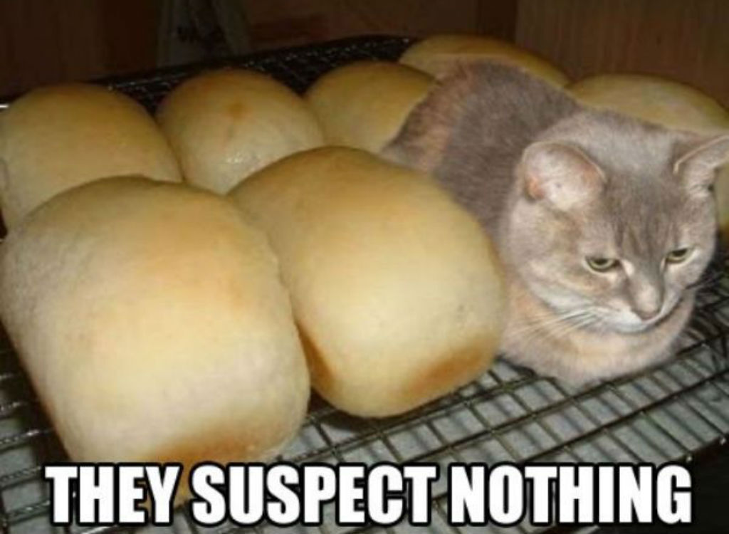 Bread cat memes