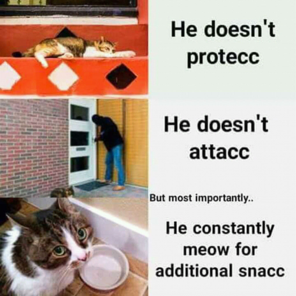 Snacc cat memes