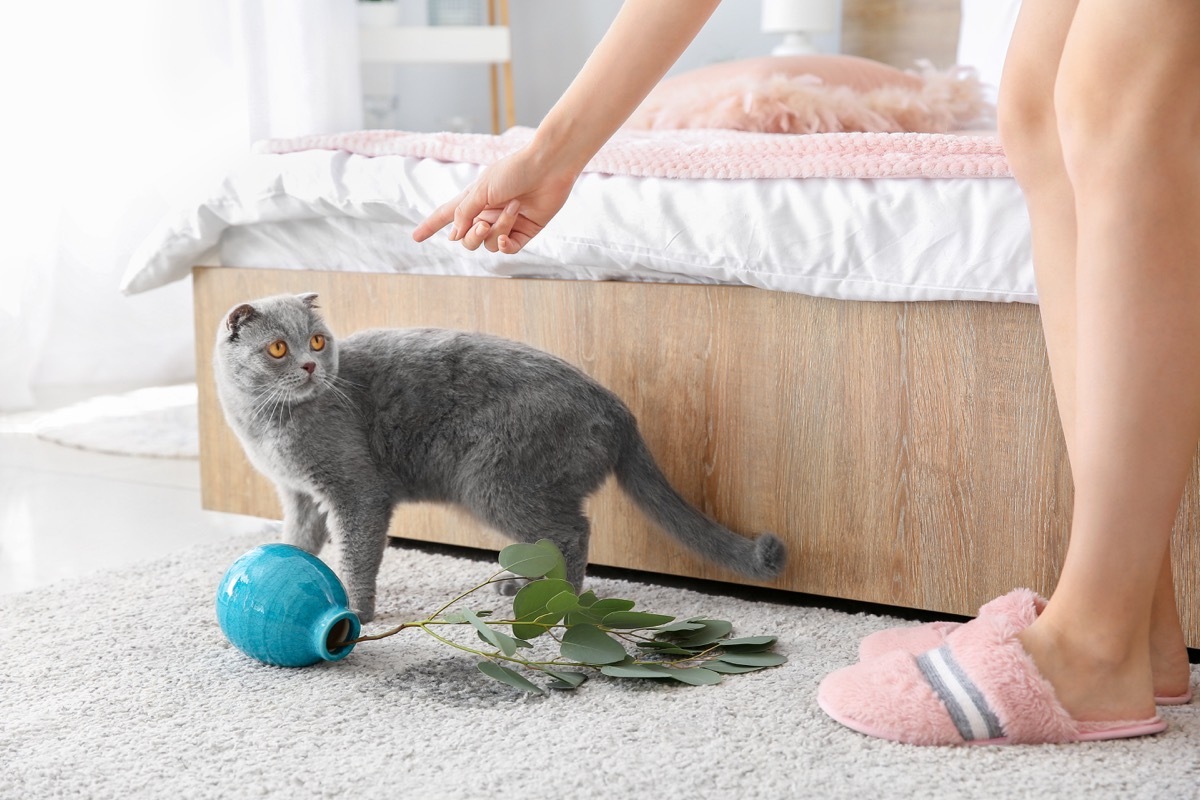 woman scolding gray cat who knocked over vase