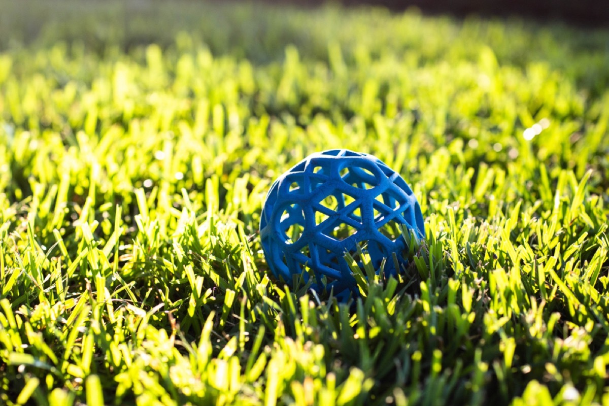 blue dog ball on grass