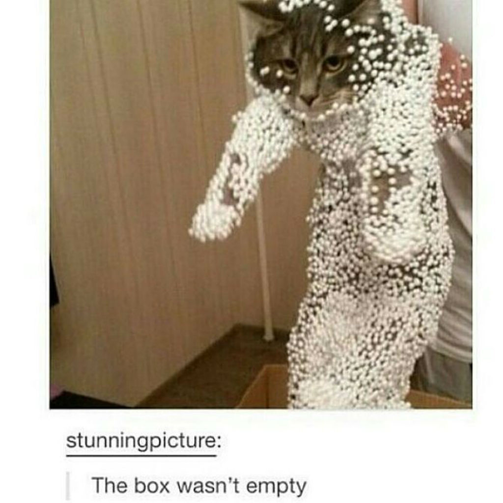 Empty box cat memes