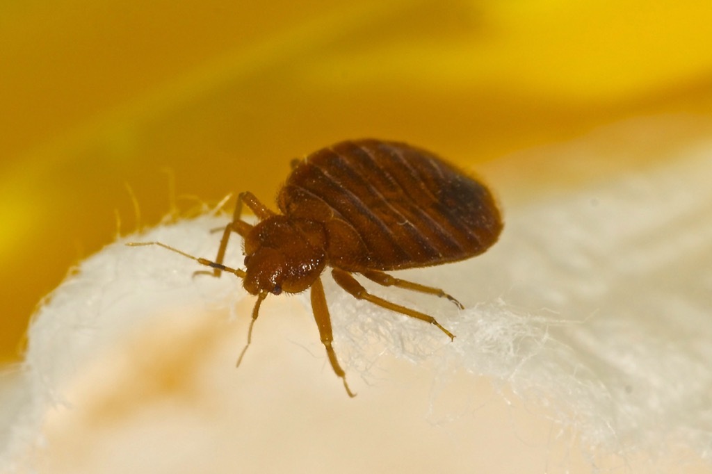 Bedbug close up how to get rid of bed bugs