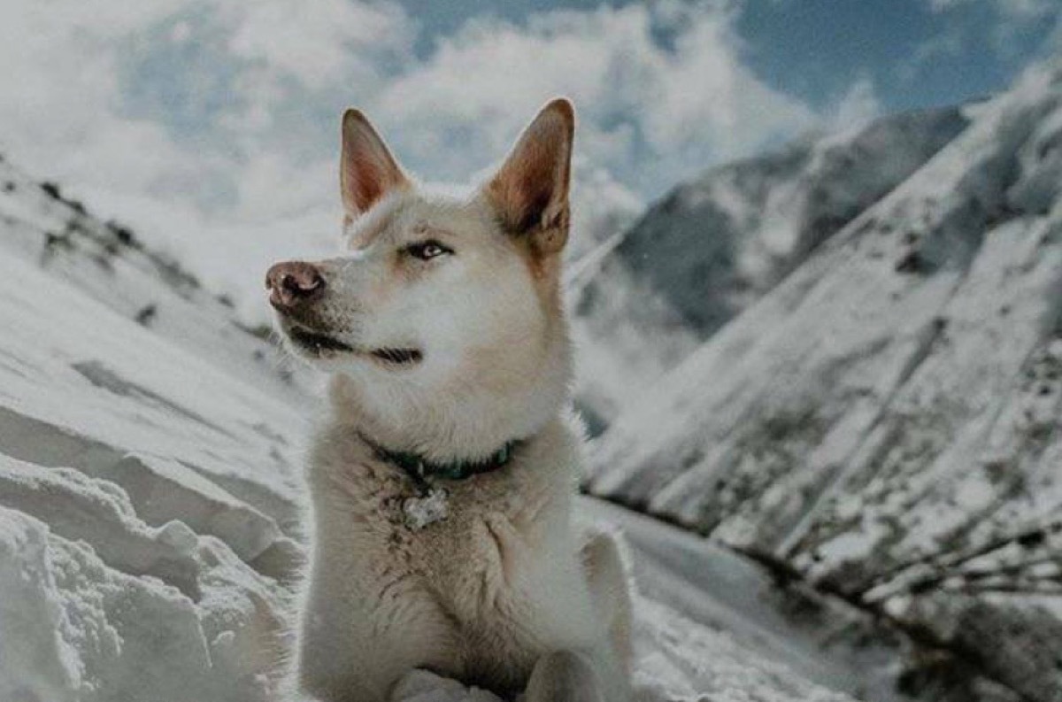 Nanook the Alaskan Husky Animal Stories 2018