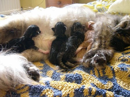 Image result for seven newborn kitten