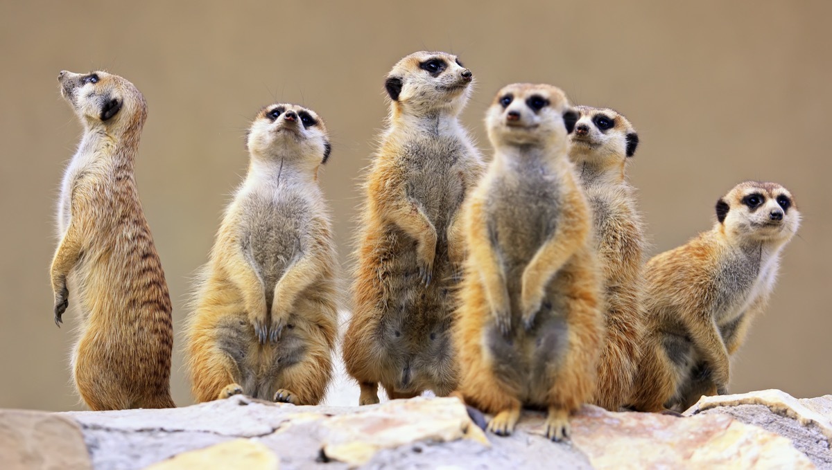 Group of meerkats Animal Stories 2018