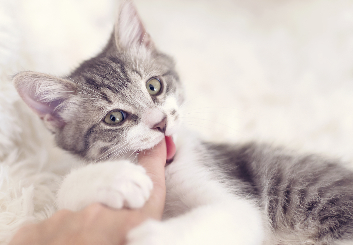 A close up of a cute gray and white kitten biting a finger