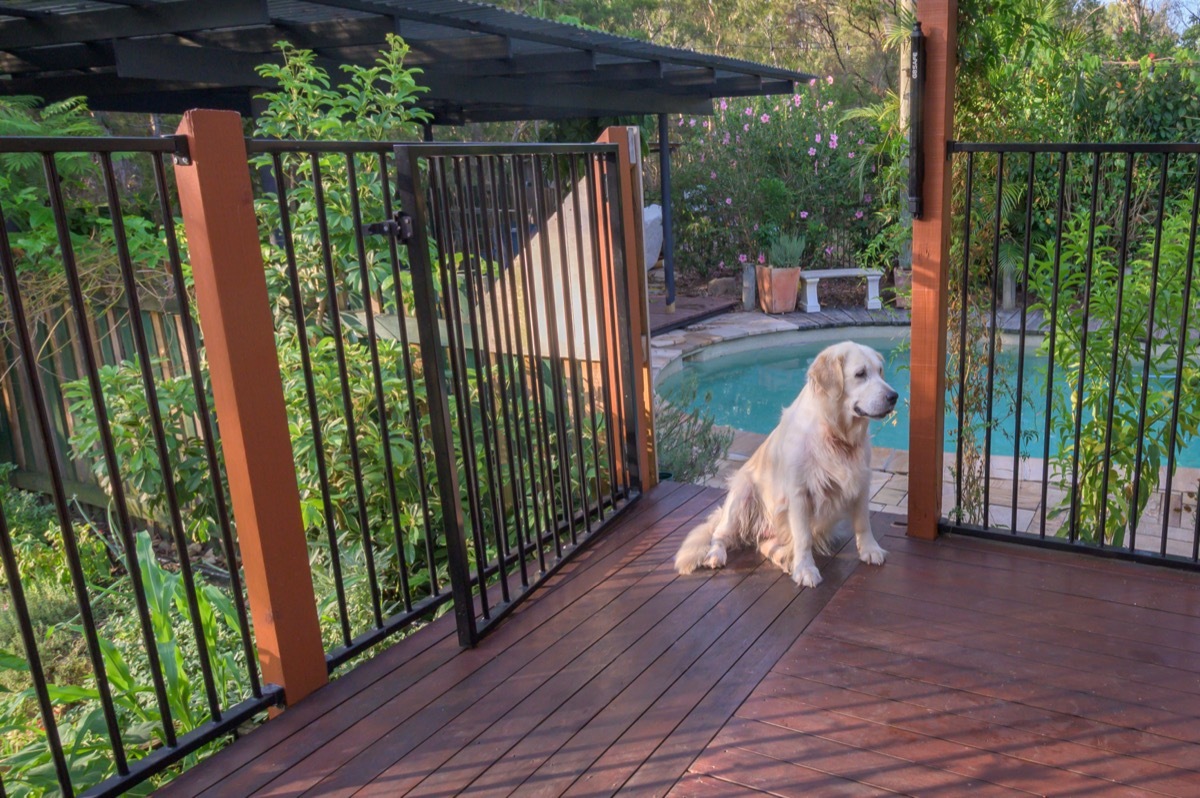 dog sitting on deck