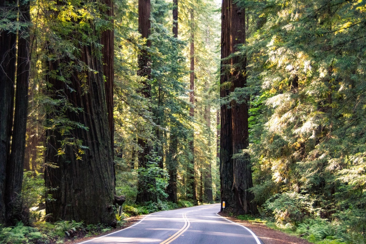 humboldt redwoods state park in california