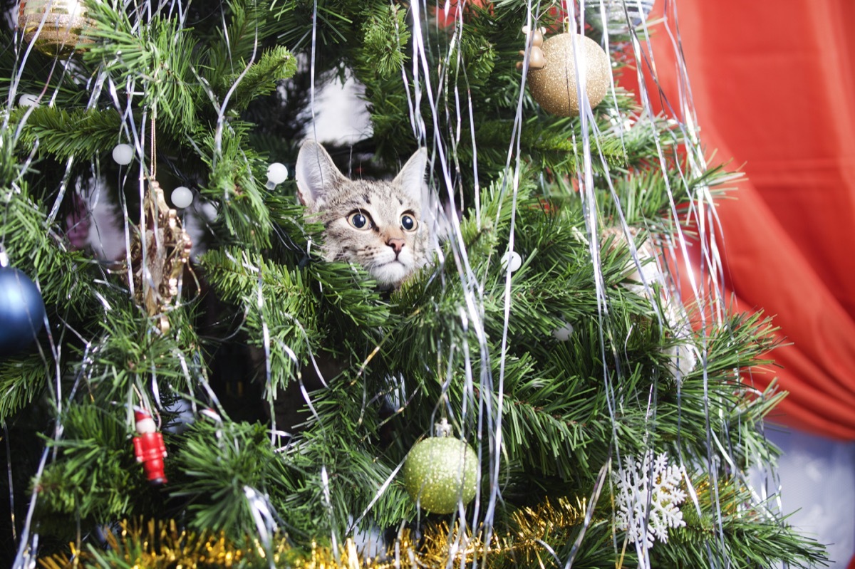 Cat in a Christmas Tree {Why Do Cats Hate Christmas Trees}