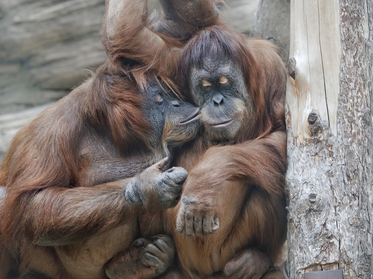 orangutans sharing a kiss animals in love 