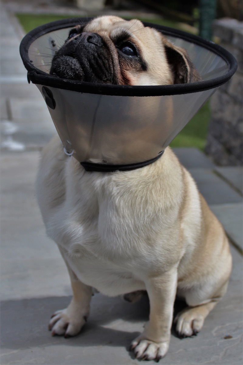 A pug looking uncomfortable in a cone