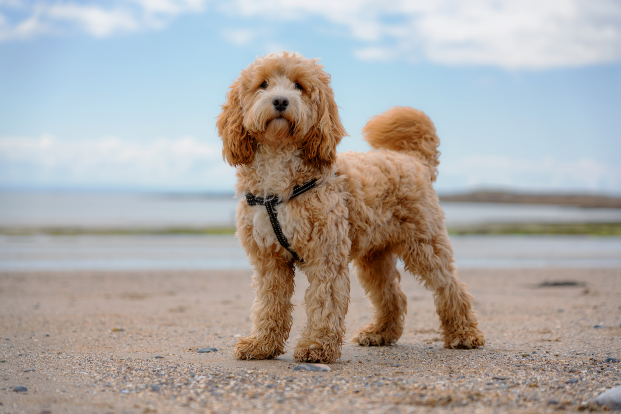 Adorable One Year Old Cockapoo on the beach