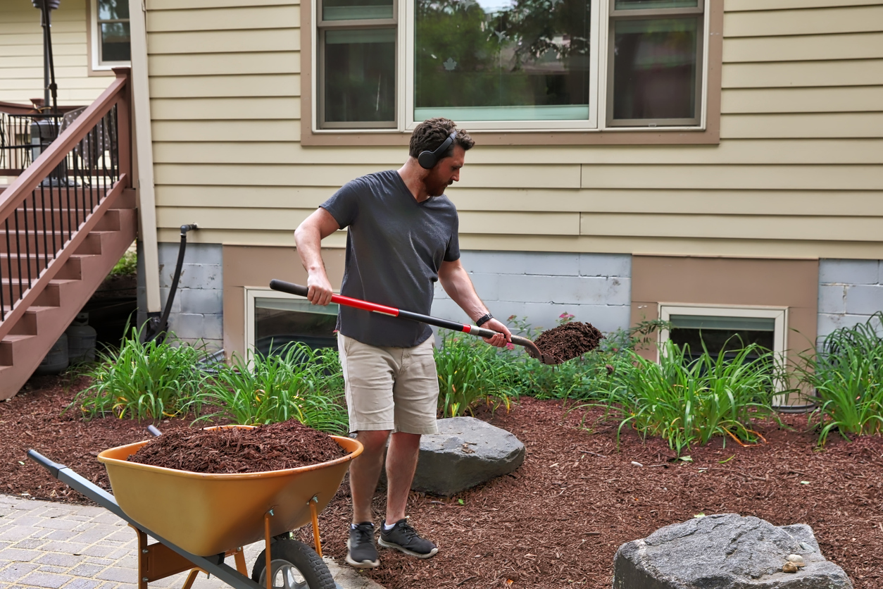 A man spreading mulch in his yard using a shovel and wheelbarrow