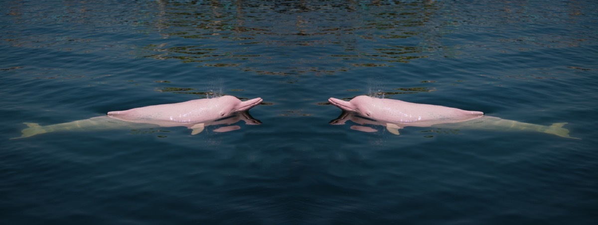 pink dolphins in ocean amazing dolphin photos