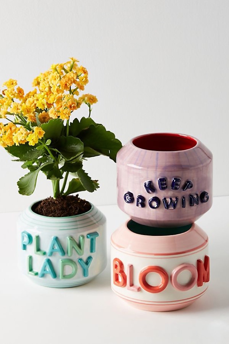 garden greeting pots, amazing summer buys