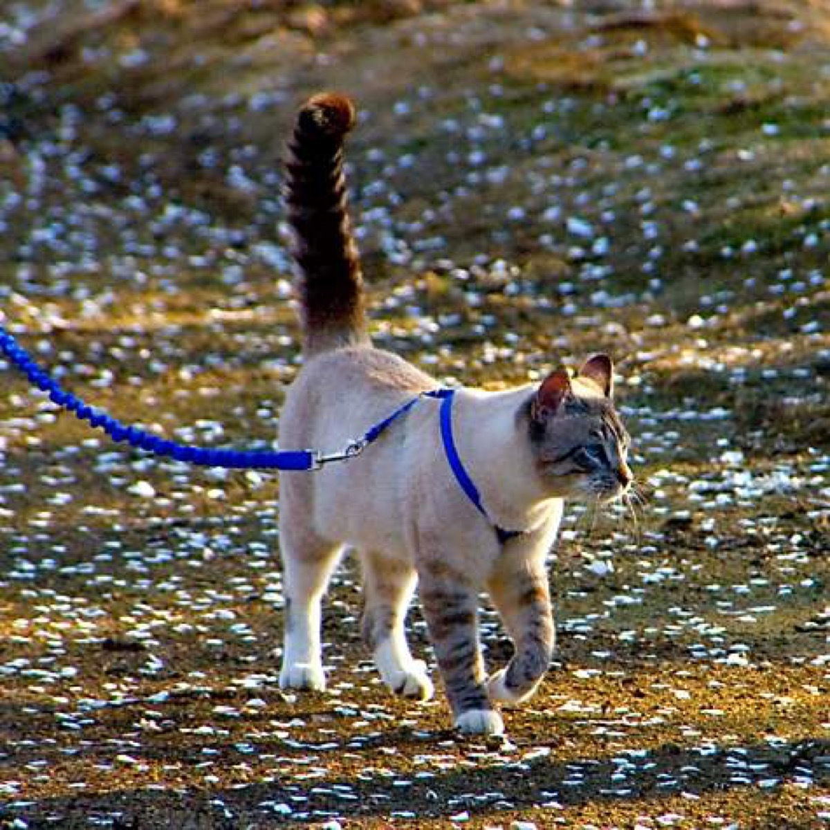 gentle leader cat leash and harness by petsafe