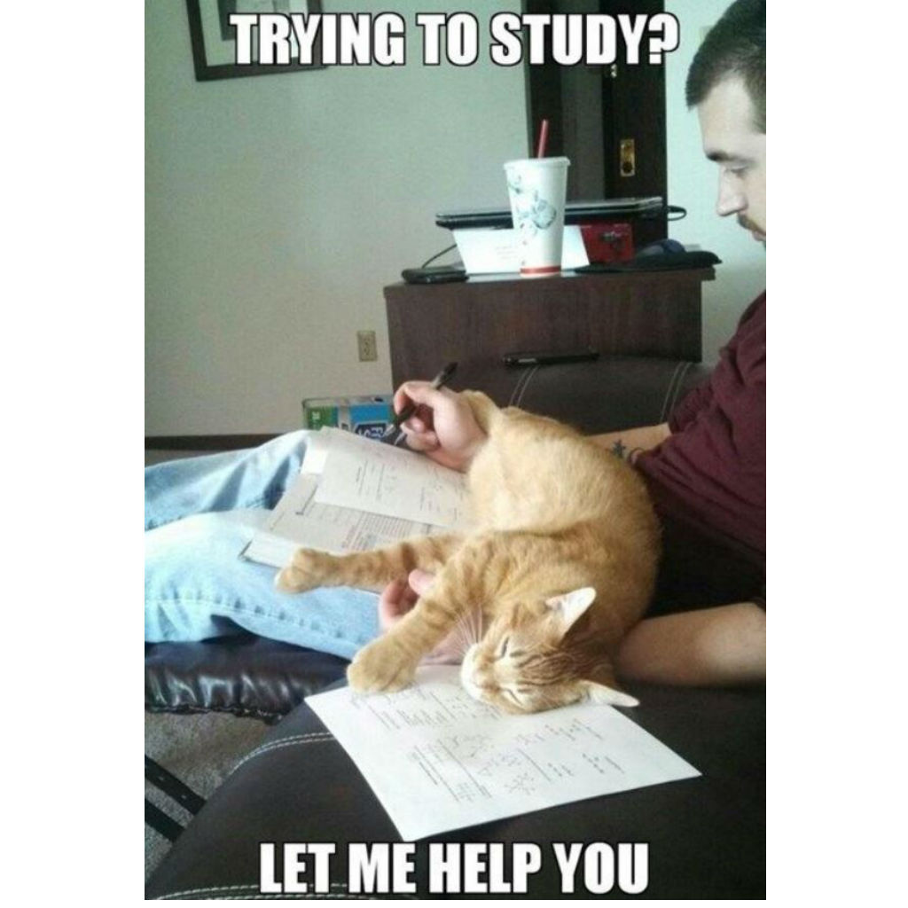 Studying cat memes