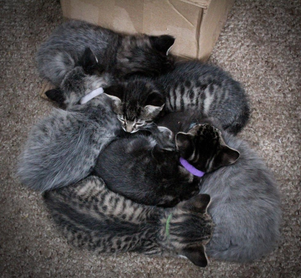 Image result for fever coat kittens