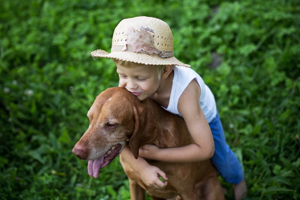Vizsla dog with a child