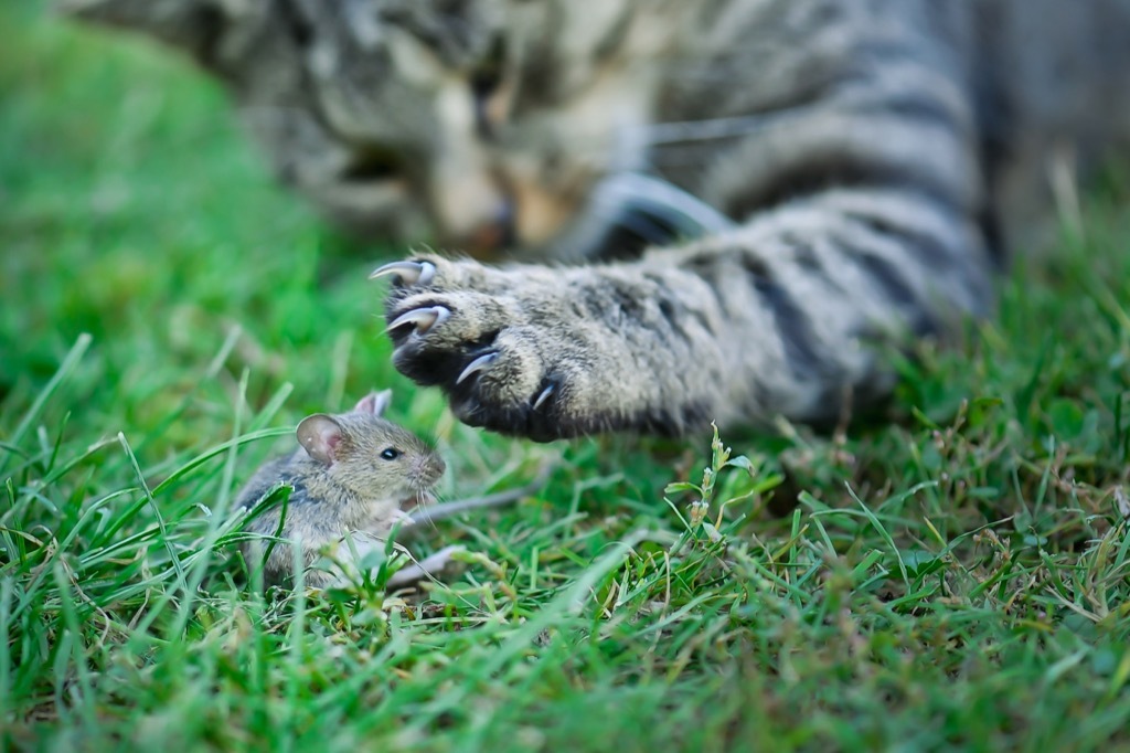 cat about to slaughter a field mouse why cats are better than dogs