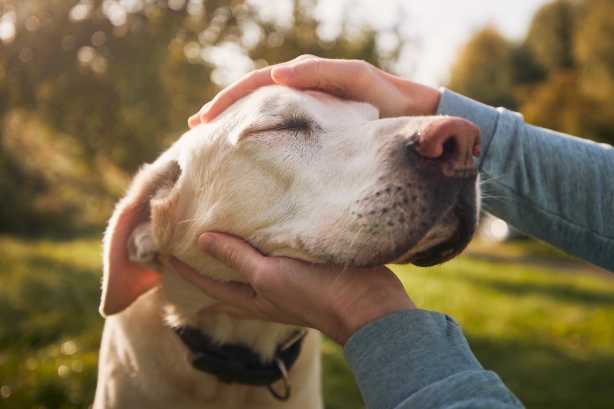 An owner petting a yellow lab dog