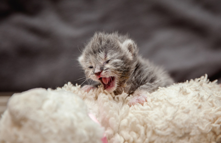 Image result for just born kitten