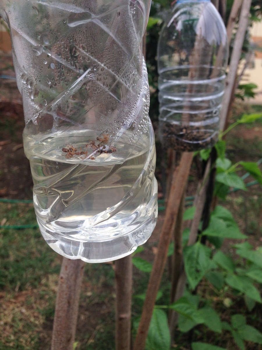 water bottle diy insect trap water bottle second uses