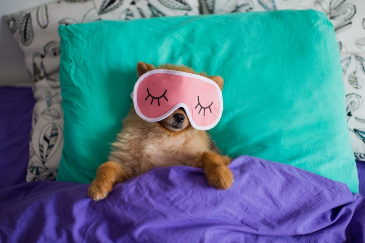 Pomeranian in sleep mask