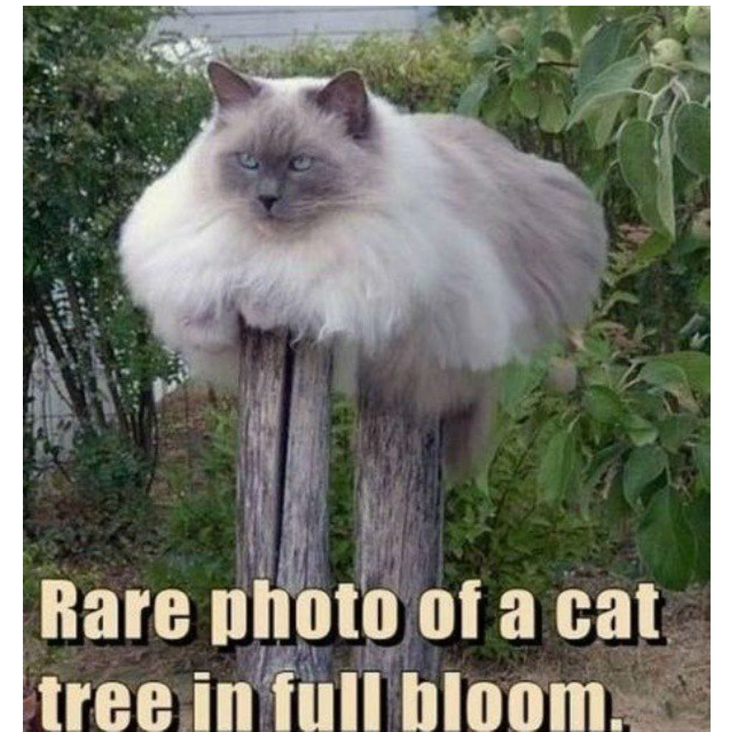 Cat tree cat memes