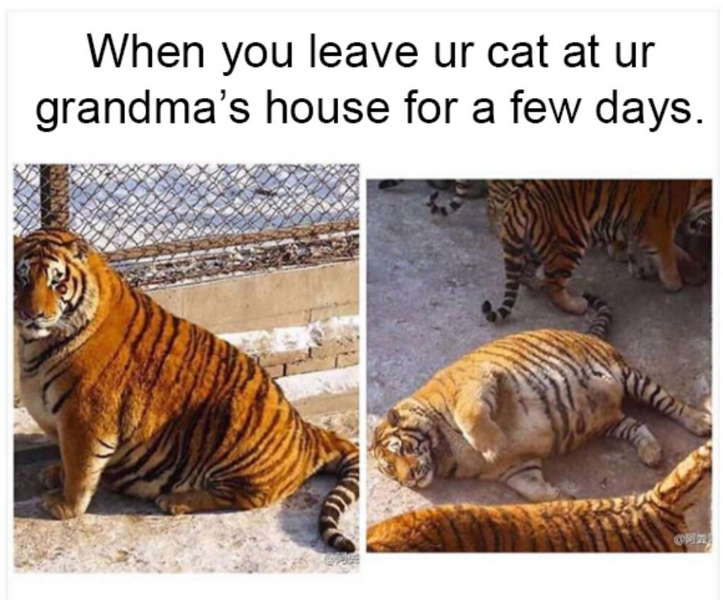 Grandma's house cat memes