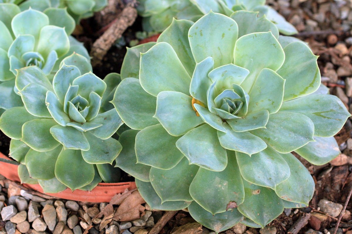 Mexican Snowball succculent plants Three in a terra cotta pot.