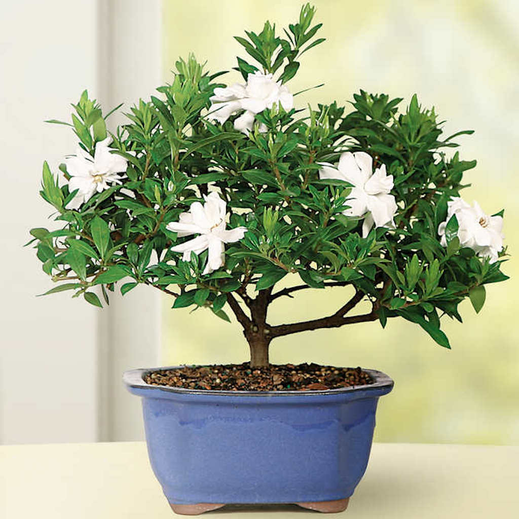 Gardenia small bonsai tree Winter-Home Must-Haves from Costco