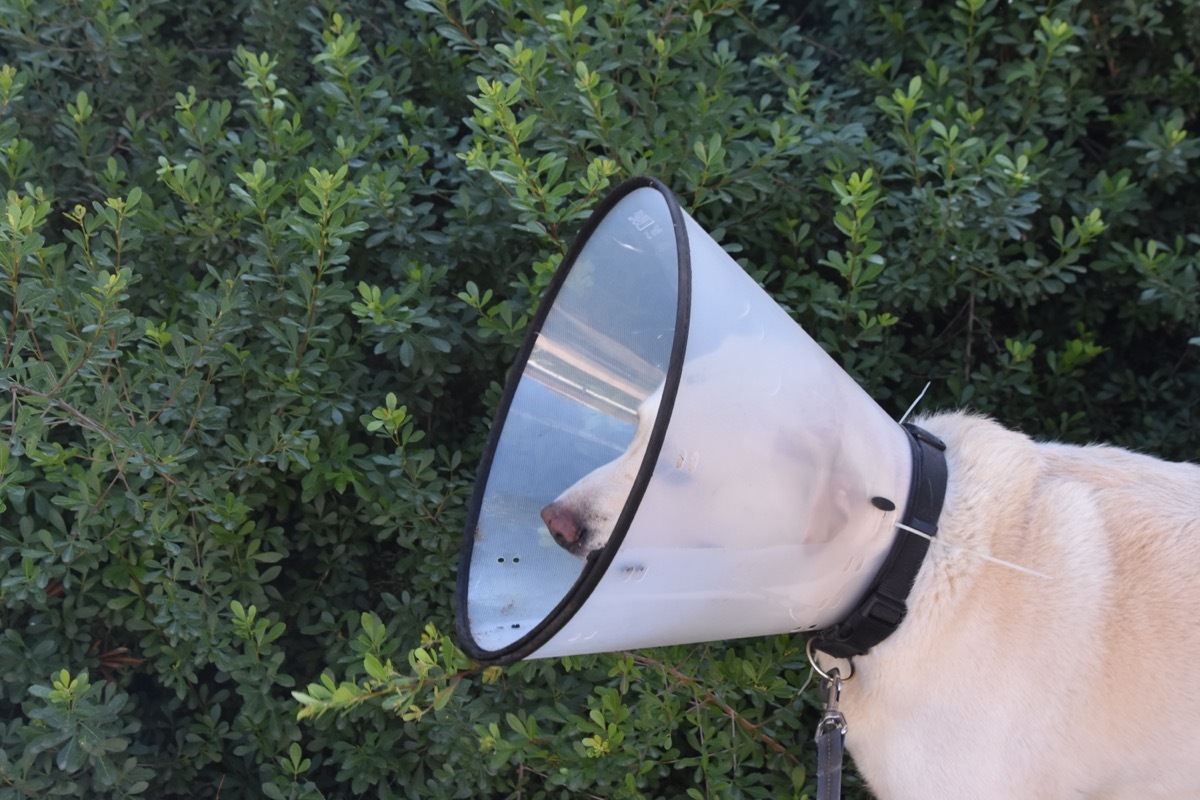 Dog wearing a protective cone