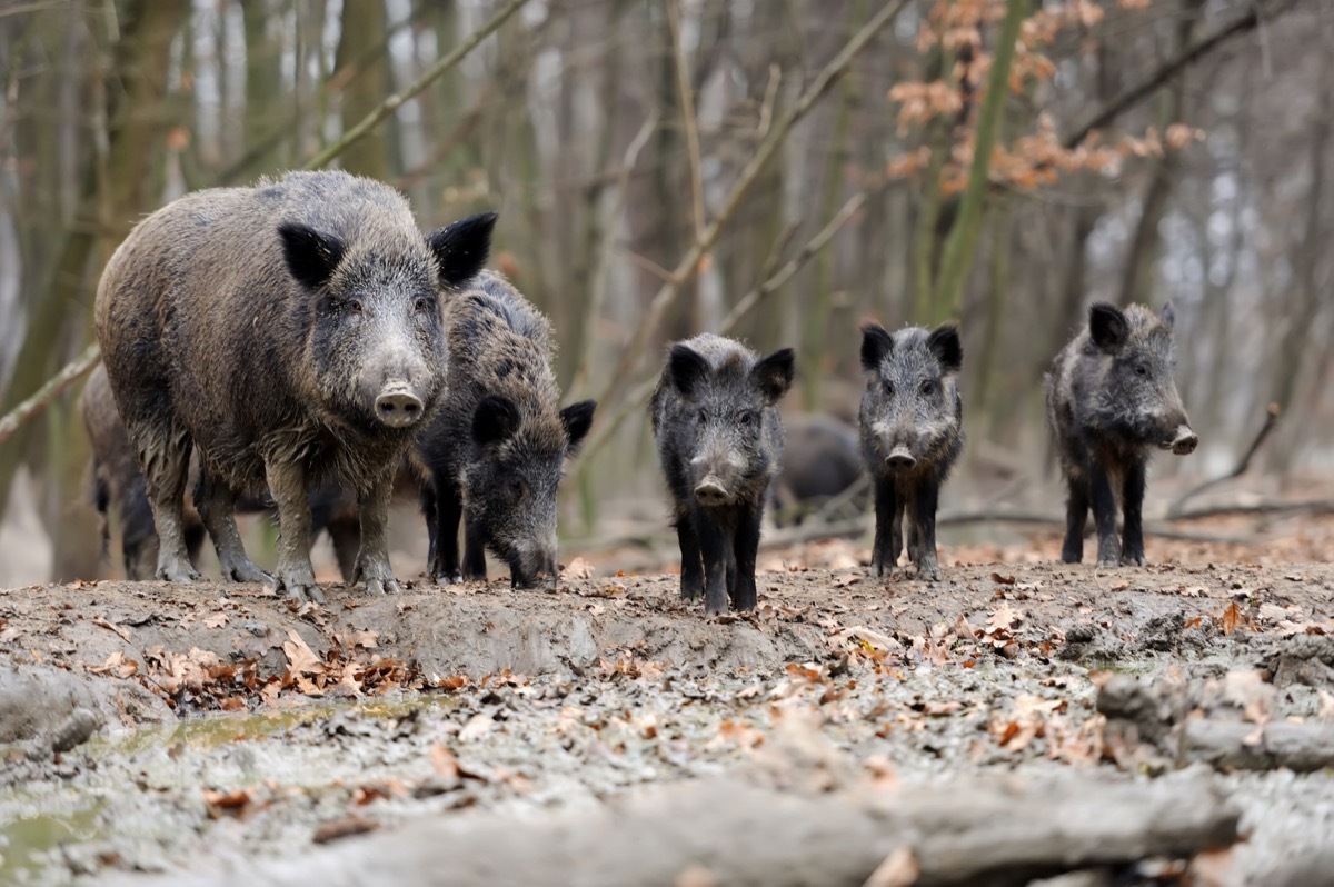 wild pigs walking through a forest 