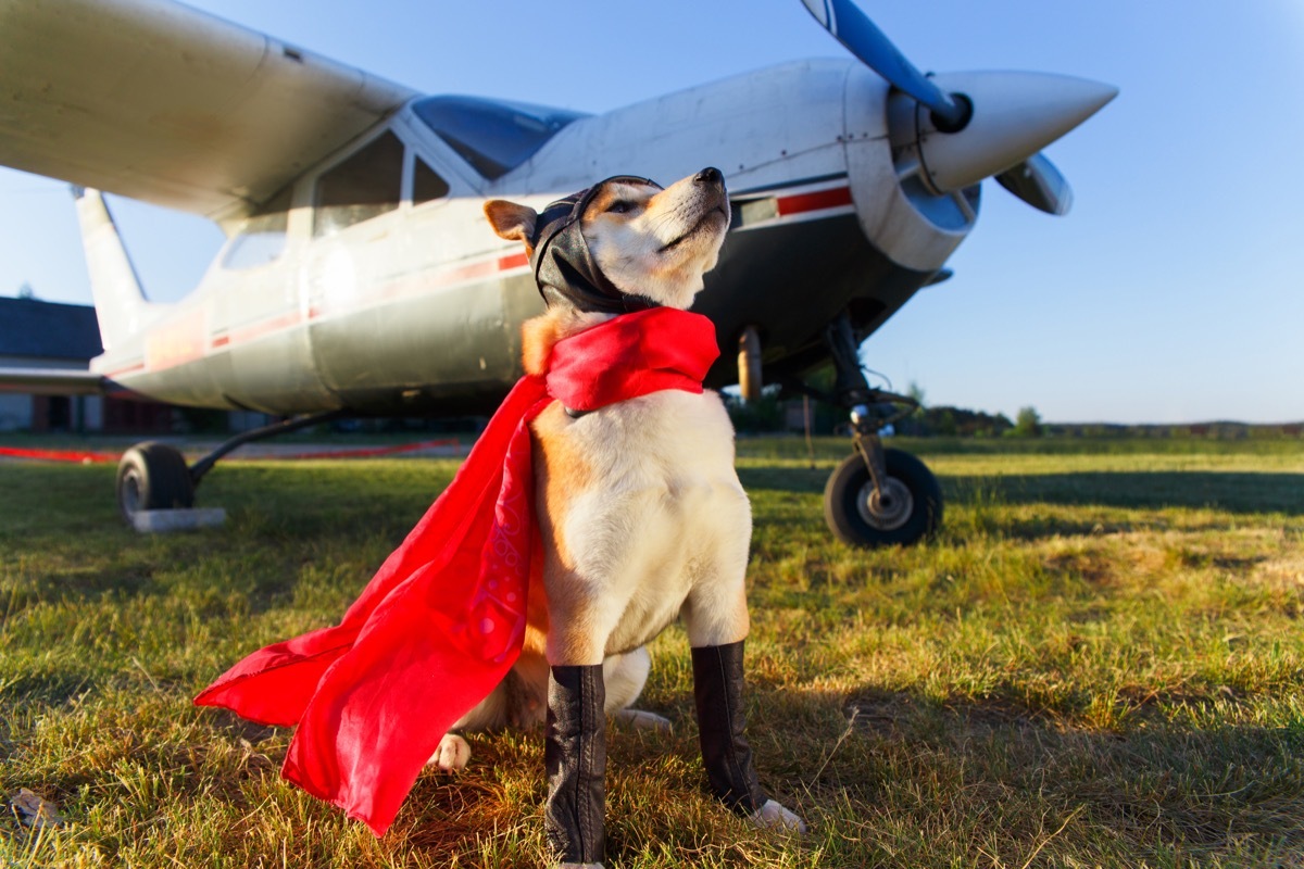 hero dog in cape