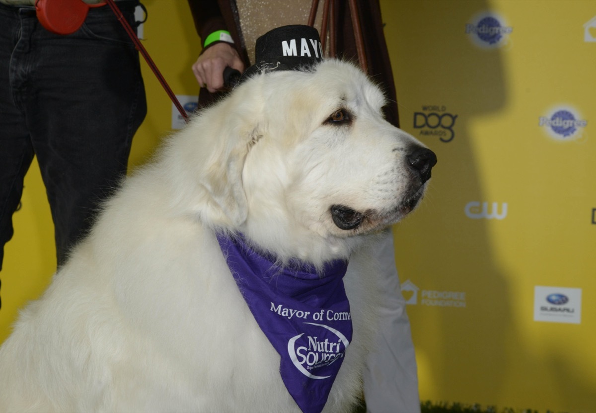 Duke the Dog elected Mayor in dog show