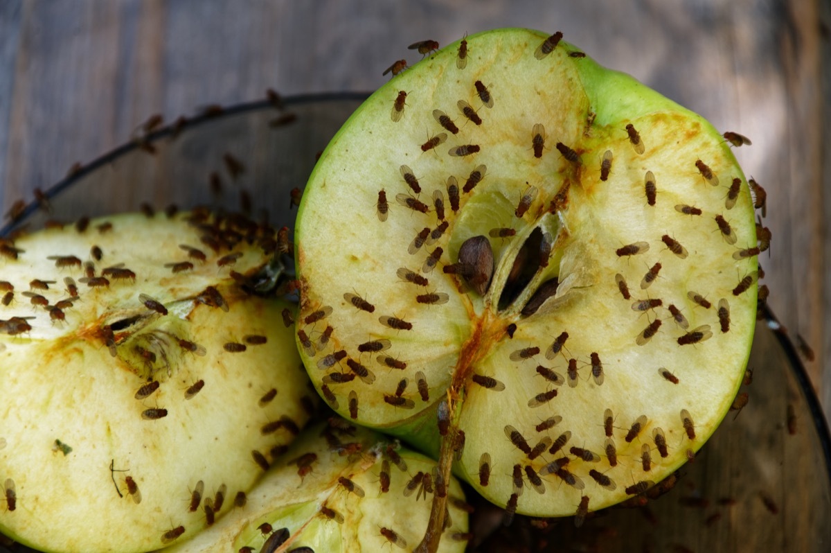 A cut apple has attracted fruit flies to feed on it