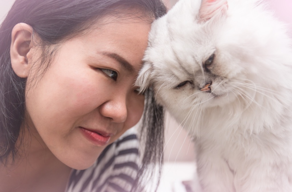 young asian woman with her pet persian cat bumping head together with love