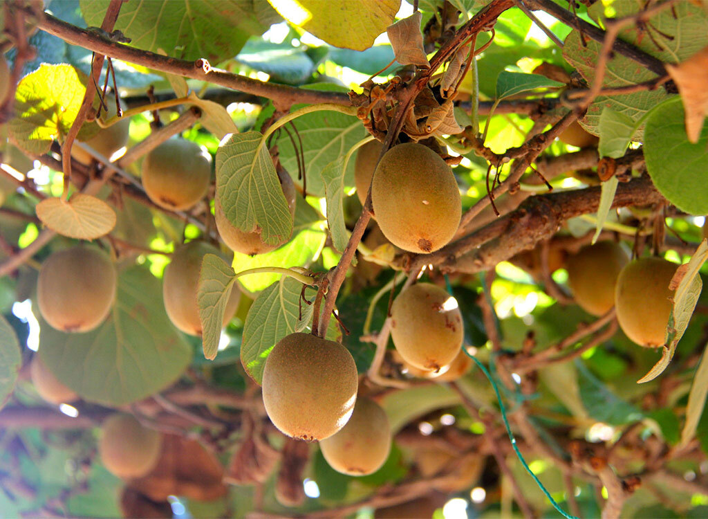 Kiwi fruit growing