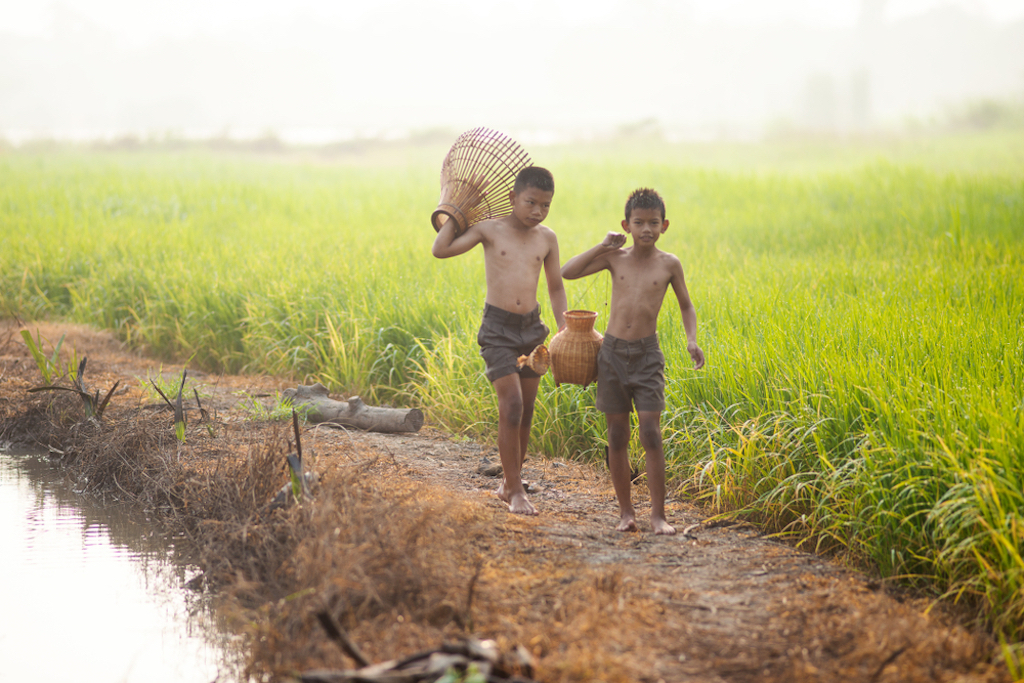 two asian boys walking through rice field