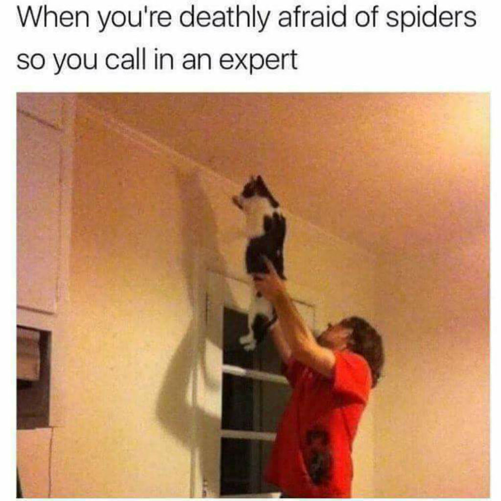 Spiders cat memes