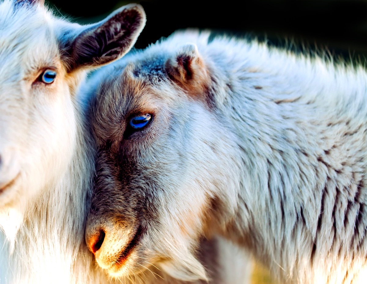 goats in love animals in love