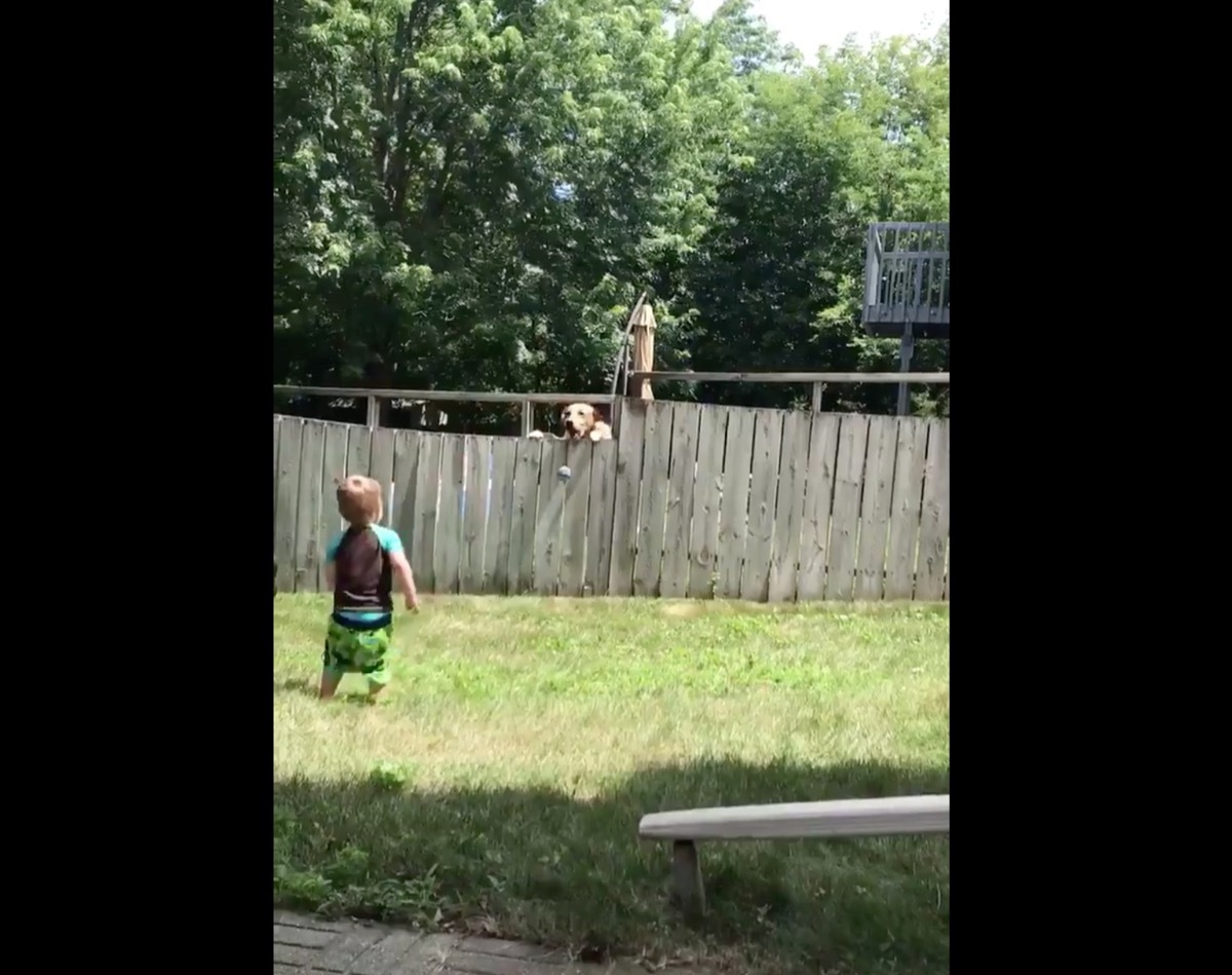 Neighbor Dog Playing Fetch {Animal Stories}