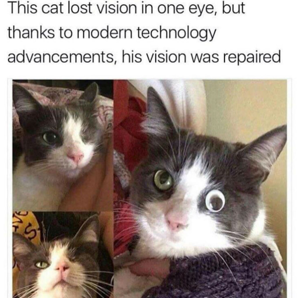 One-eyed cat memes