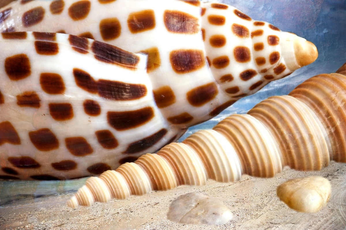junonia shell alabama shell