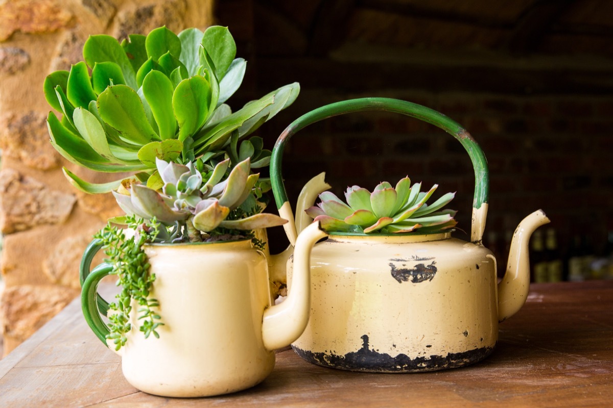 Up-cycled teapots as planters
