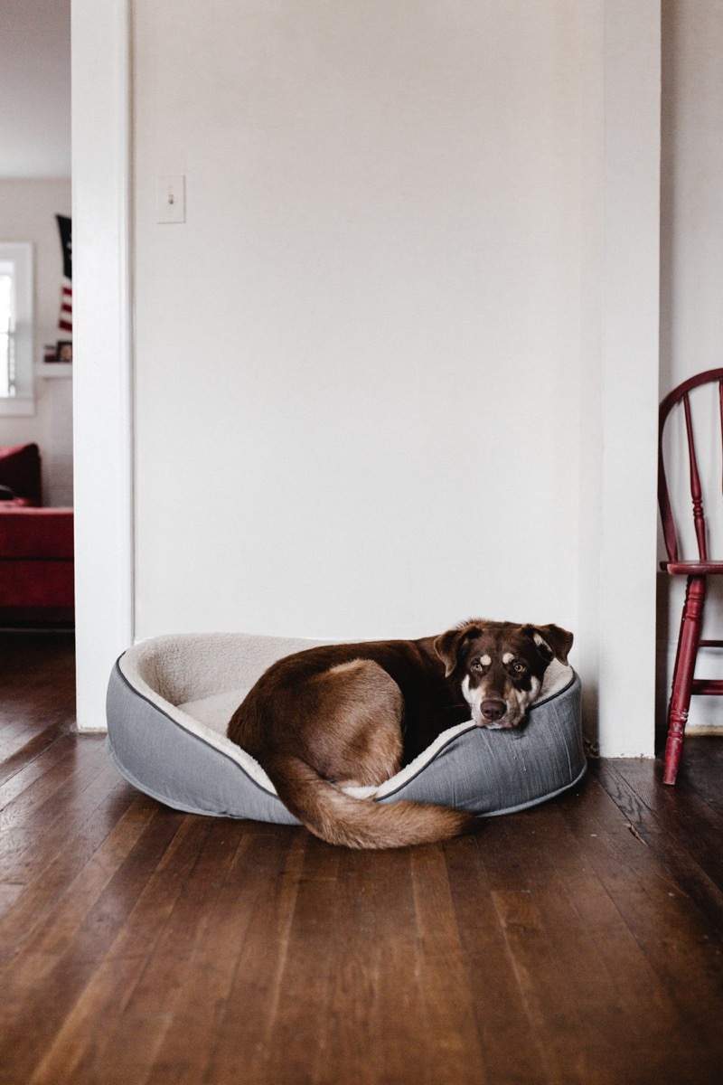 dog sleeping in dog bed things you never knew dogs could do