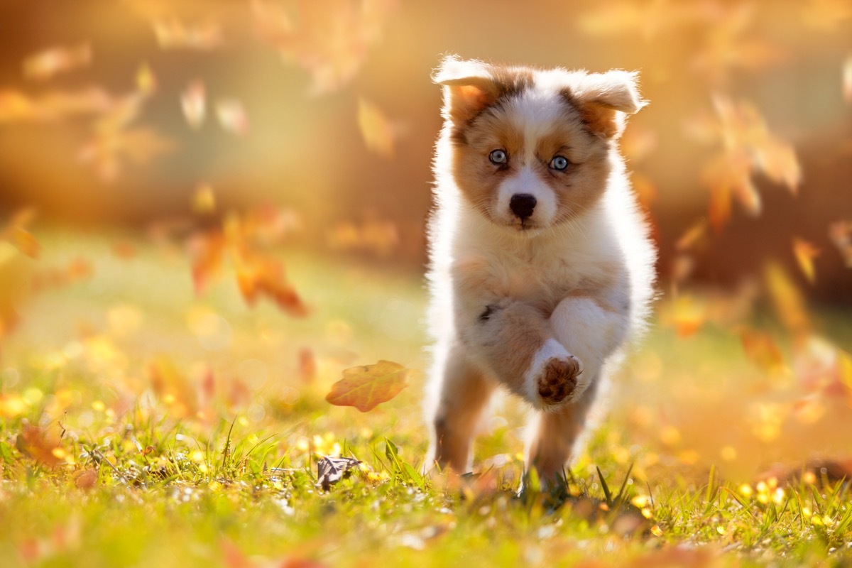 Puppy running through leaves