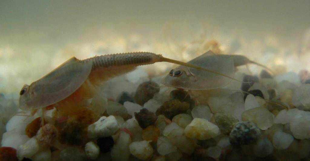 tadpole shrimp 30 oldest animals on earth