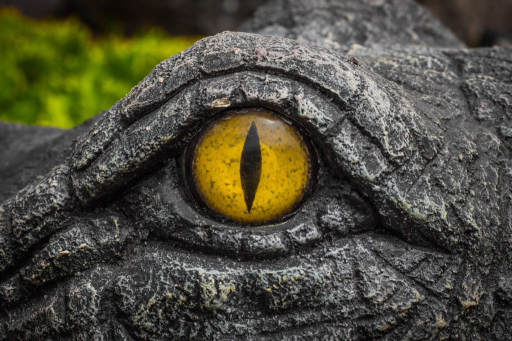 Crocodile yellow eyes